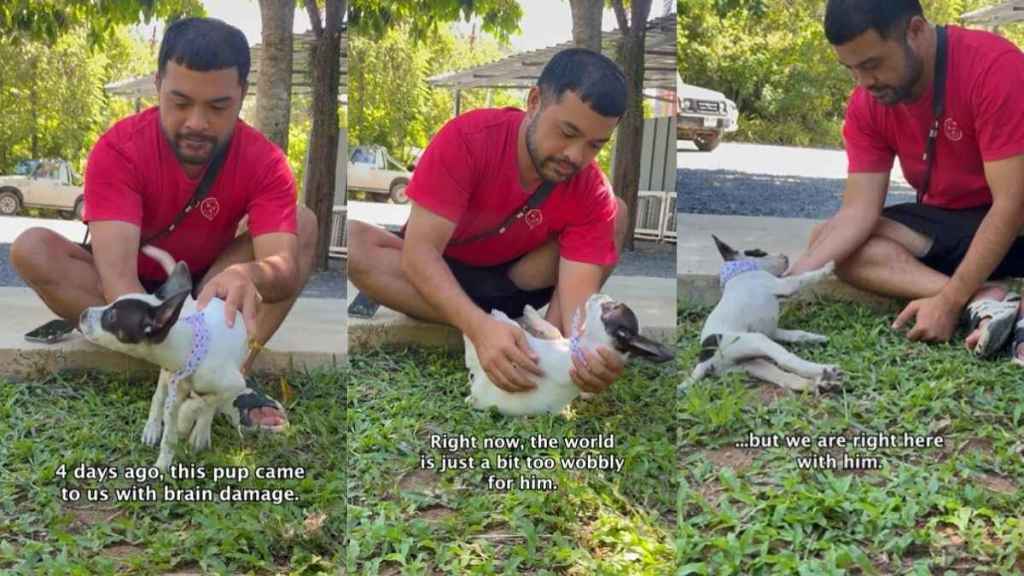 Tiny Rescue Puppy Sees the World a Bit ‘Wobbly,’ but She Hasn’t Given Up