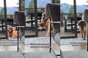 Golden Retriever’s 5-Hour Play Date Shuts His Brain Off