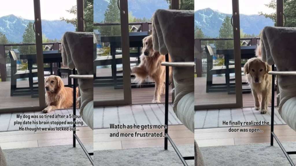 Golden Retriever’s 5-Hour Play Date Shuts His Brain Off