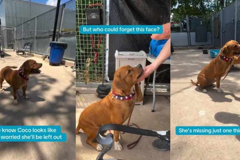 Shelter Dog Worries She’ll Be Left Out, but Hopes a Forever Home Could Change That