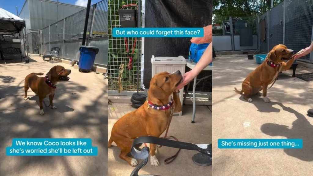 Shelter Dog Worries She’ll Be Left Out, but Hopes a Forever Home Could Change That