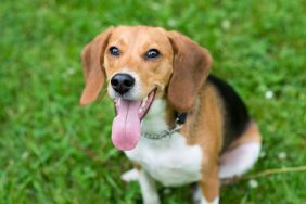 135 More Beagles Rescued From Ridglan Farms Research Facility
