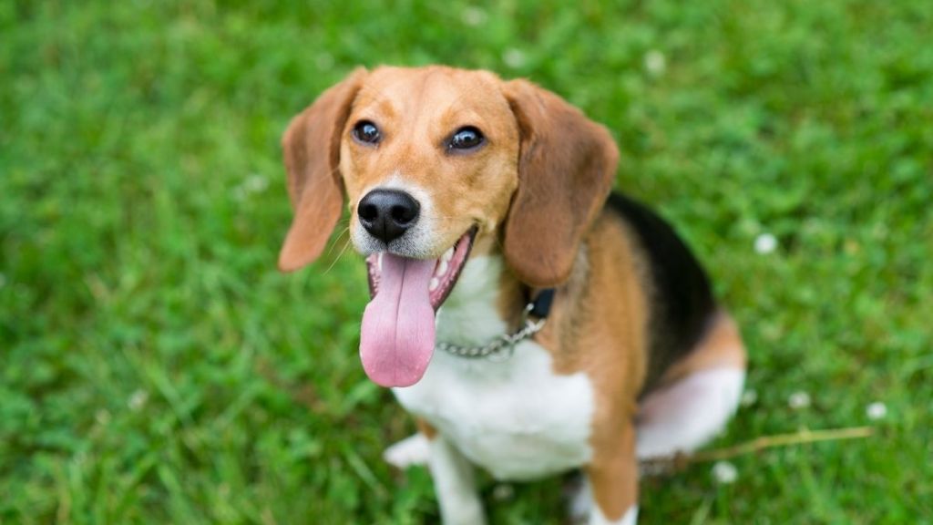 135 More Beagles Rescued From Ridglan Farms Research Facility