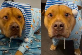 Rescue Dog Who Once Only Knew the Streets Now Lives a King-Sized Life