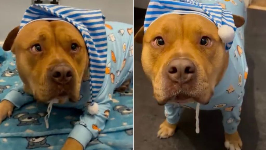 Rescue Dog Who Once Only Knew the Streets Now Lives a King-Sized Life