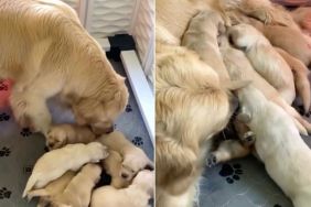 Mama Golden Retriever’s Babies Gently Move Closer, Knowing She’s There To Feed Them