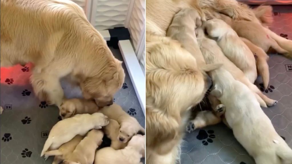 Mama Golden Retriever’s Babies Gently Move Closer, Knowing She’s There To Feed Them