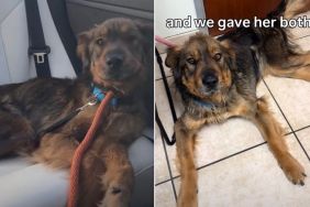 Starving Rescue Dog Gains More Than Just Her Weight Back in Foster Care
