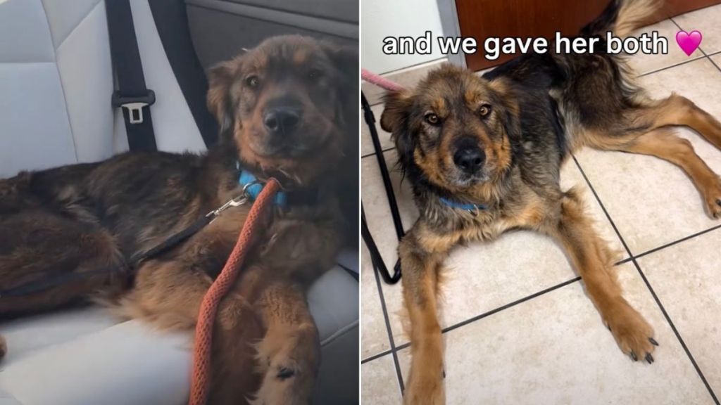 Starving Rescue Dog Gains More Than Just Her Weight Back in Foster Care