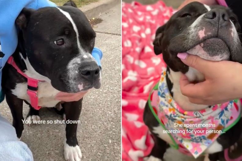 ‘Terrified’ Shelter Dog Didn’t Let Anyone in Until She Met Mom Who Won’t Walk Away