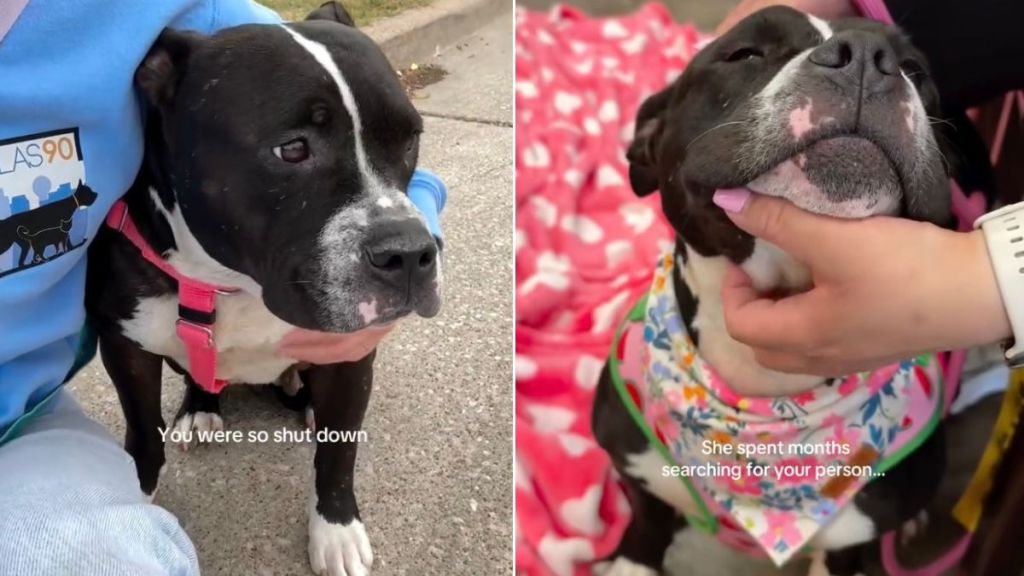 ‘Terrified’ Shelter Dog Didn’t Let Anyone in Until She Met Mom Who Won’t Walk Away