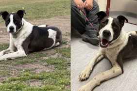 Dog Missing for a Year Found Living With Coyotes — Finally Returns Home