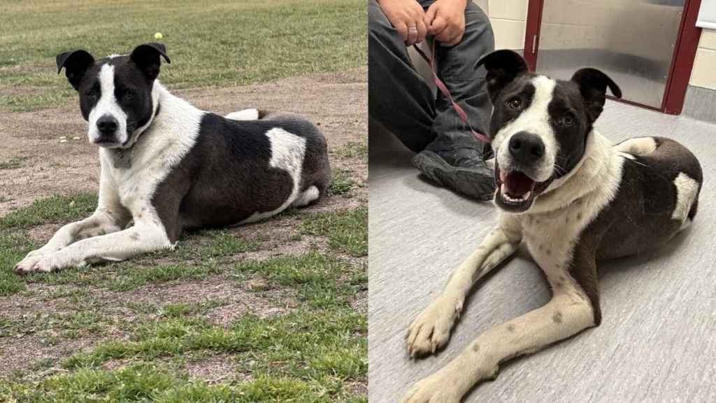 Dog Missing for a Year Found Living With Coyotes — Finally Returns Home