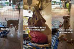 Deaf Shelter Dog Takes a Toy, Then Runs Away Like He’s Afraid It Will Be Taken Back