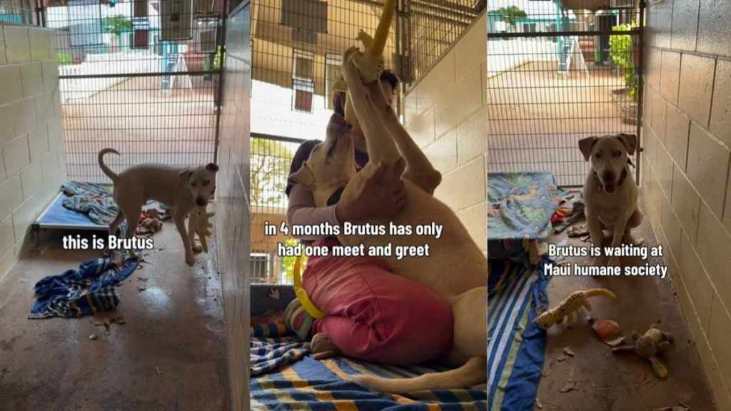 Deaf Shelter Dog Takes a Toy, Then Runs Away Like He’s Afraid It Will Be Taken Back