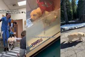 'Paralyzed' Labrador's Graduation Looks a Little Different