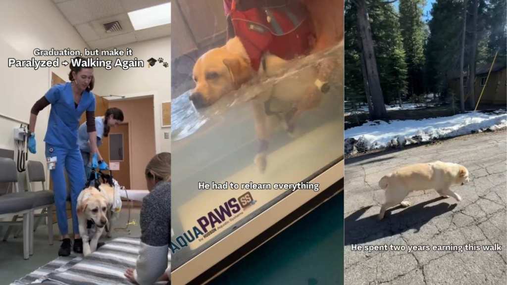 'Paralyzed' Labrador's Graduation Looks a Little Different