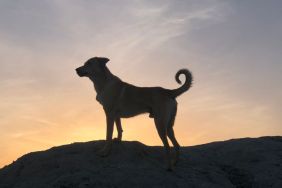 15,800-Year-Old Discovery Rewrites History of Dog & Human Friendship