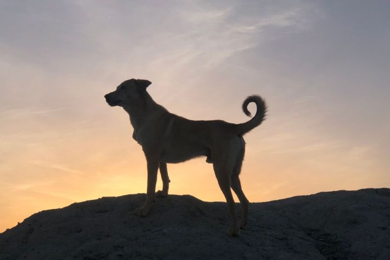 15,800-Year-Old Discovery Rewrites History of Dog & Human Friendship
