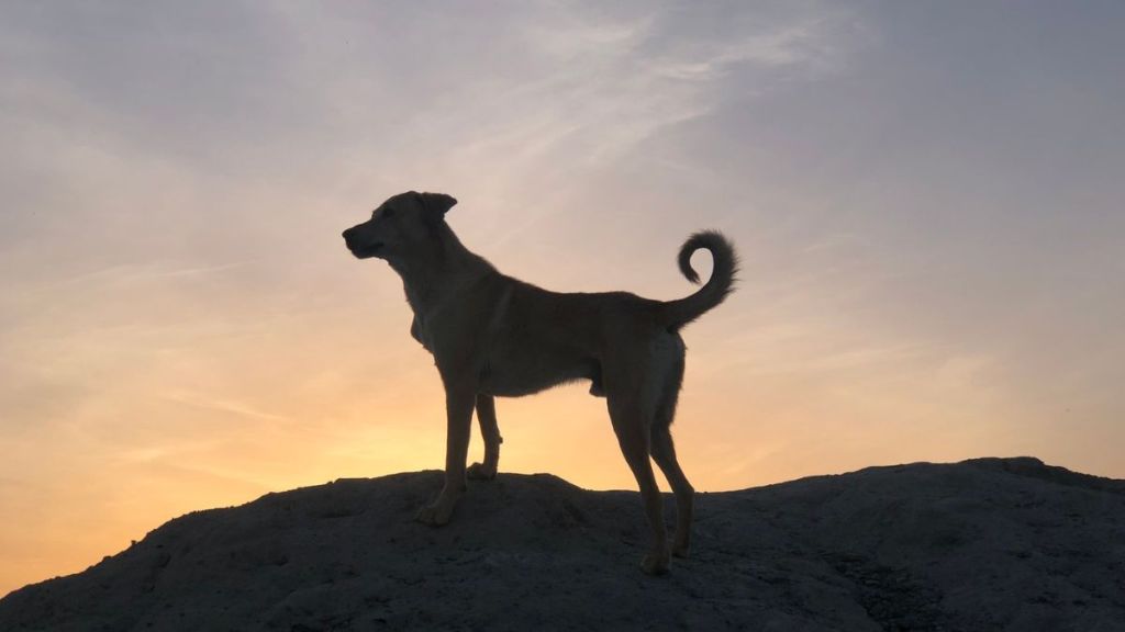 15,800-Year-Old Discovery Rewrites History of Dog & Human Friendship