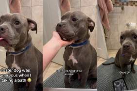 Foster Dog Proves She’s a ‘Very Brave Girl’ When Exposed to Bath