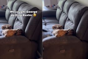 Dachshund Puppy Finally Wins Over Senior Dog After a Long Wait