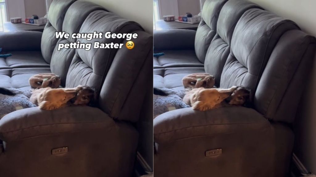 Dachshund Puppy Finally Wins Over Senior Dog After a Long Wait