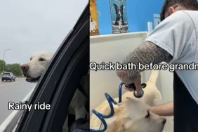 Dog Unbelievably Excited for a Car Ride Freezes When Dad Says Grandma’s House