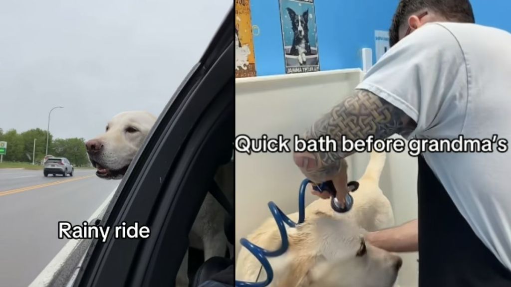 Dog Unbelievably Excited for a Car Ride Freezes When Dad Says Grandma’s House