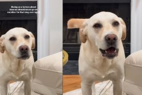 Labrador-Pitbull’s Post-Holiday Meltdown Has Pet Owners Cracking Up