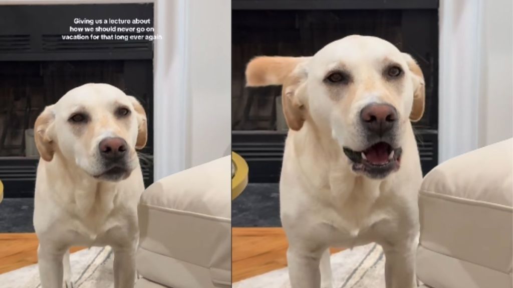 Labrador-Pitbull’s Post-Holiday Meltdown Has Pet Owners Cracking Up