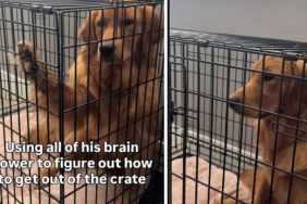 Golden Retriever's Crate Is Opened, but He Still Can't Get Out