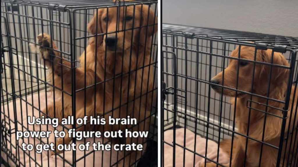 Golden Retriever's Crate Is Opened, but He Still Can't Get Out