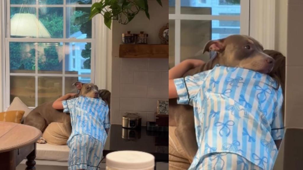 Rescue Dogs Find Their Safe Space in Bonding With Little Girls