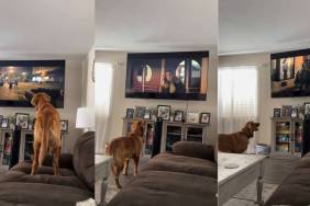 No Jump Scares Can Shake This Golden Retriever’s Love for Scary Movies