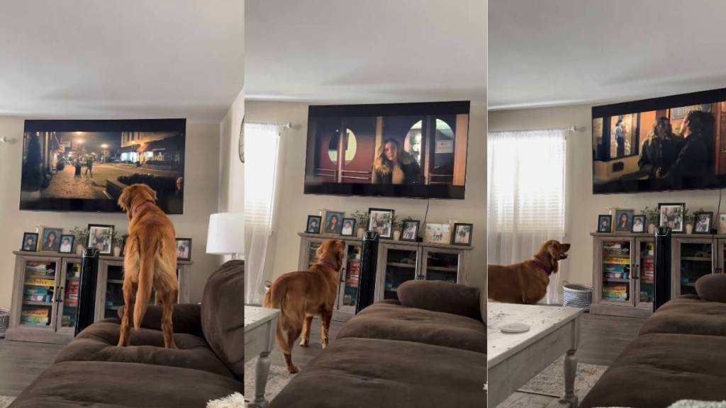 No Jump Scares Can Shake This Golden Retriever’s Love for Scary Movies