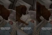 Golden Retriever Uses the Best Trick He Knows To Calm Crying Baby
