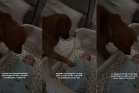 Golden Retriever Uses the Best Trick He Knows To Calm Crying Baby