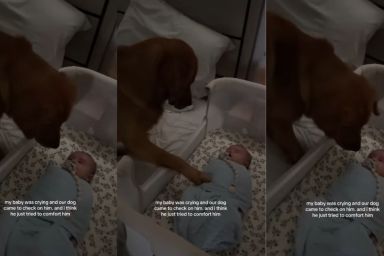 Golden Retriever Uses the Best Trick He Knows To Calm Crying Baby