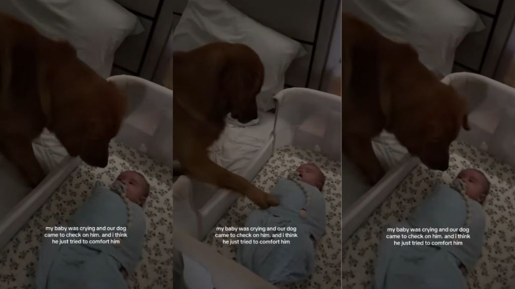 Golden Retriever Uses the Best Trick He Knows To Calm Crying Baby