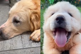 dog rescue video