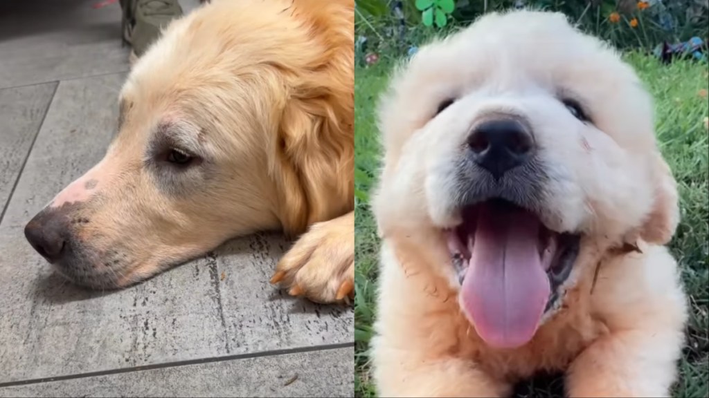 dog rescue video