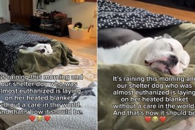 Shelter Dog Who Was Almost Euthanized Now Gets a Cozy Sleep