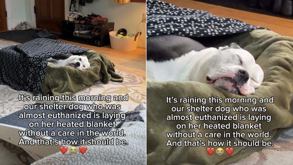 Shelter Dog Who Was Almost Euthanized Now Gets a Cozy Sleep