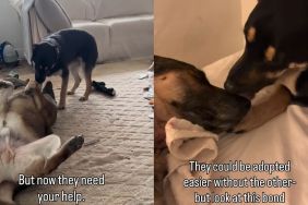 Dad & Daughter Dog Duo Once Separated Now Looking To Be Adopted Together