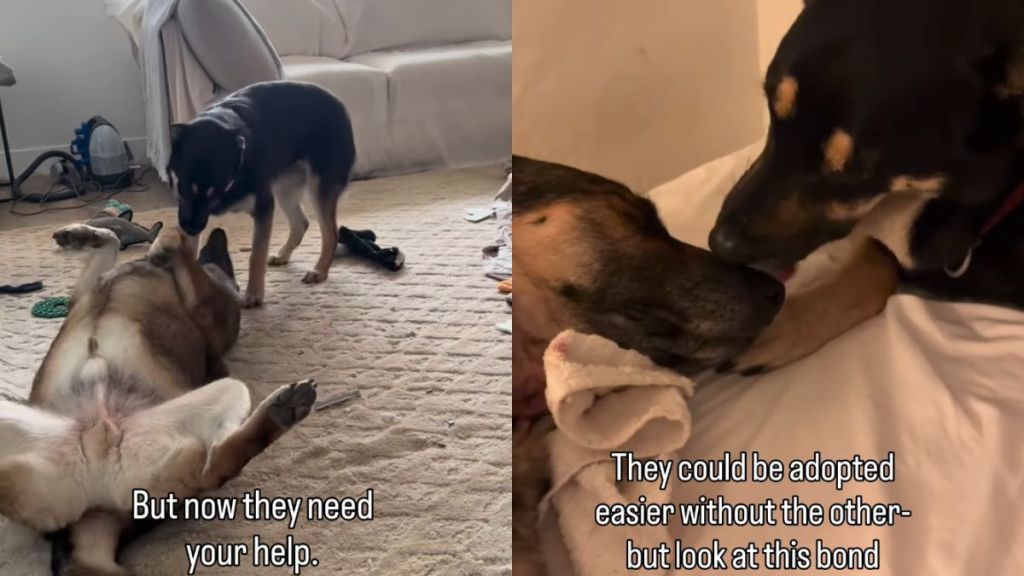 Dad & Daughter Dog Duo Once Separated Now Looking To Be Adopted Together