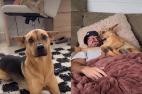 rescue dog dad couch snuggle