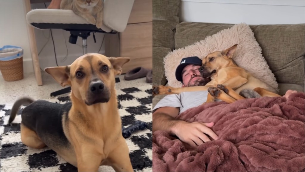 rescue dog dad couch snuggle