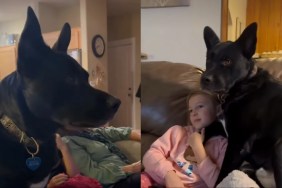 rescue dog video