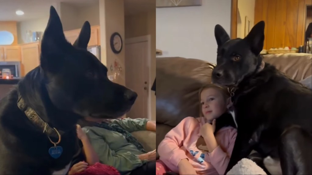rescue dog video